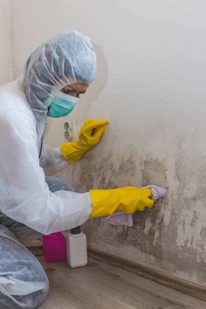 Best Mold Damage Restoration  in Earlham, IA